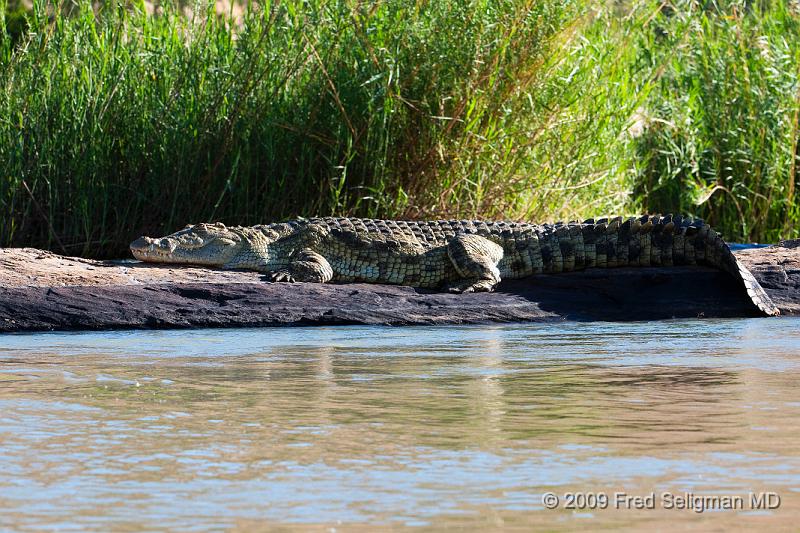 20090608_165017 D300 X1.jpg - Crocodile, Kunene Region, Namibia